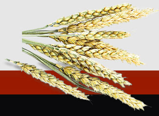 manbet官网-相信品牌力量