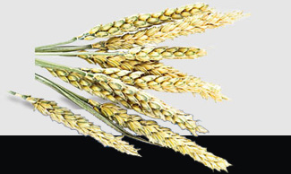 manbet官网-相信品牌力量