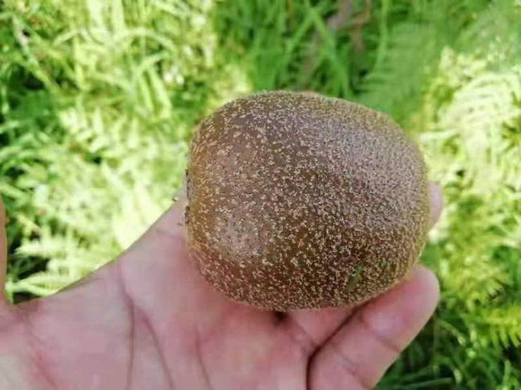 manbet官网-相信品牌力量