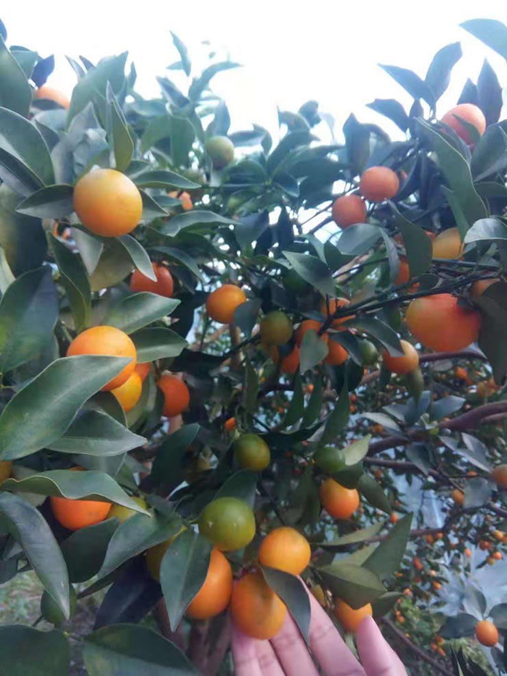 manbet官网-相信品牌力量