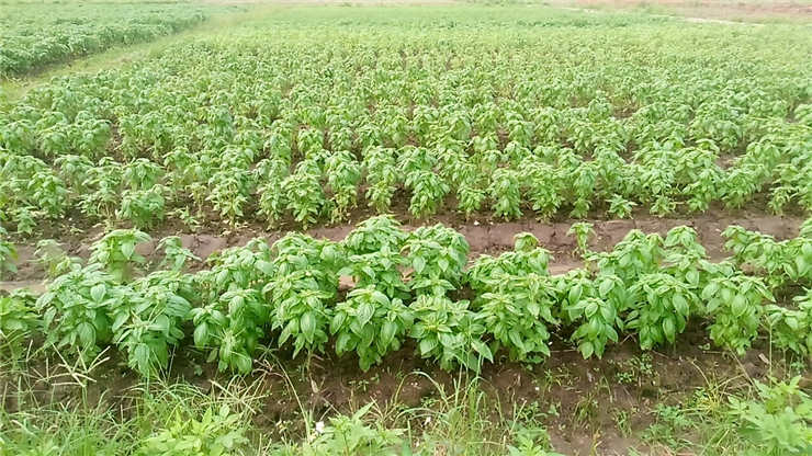 manbet官网-相信品牌力量