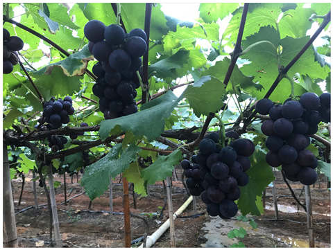 manbet官网-相信品牌力量